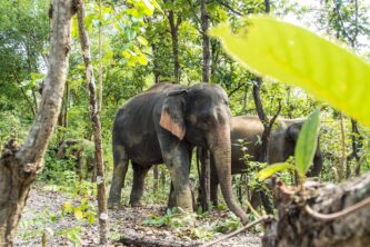 Elephant Sanctuaries in Thailand